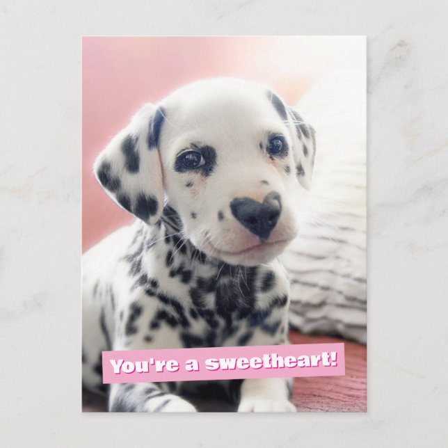 Dalmatian Heart Nose Postcard (Front)