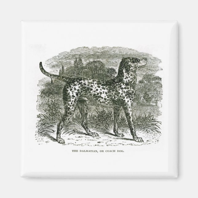 Dalmatian Magnet (Front)