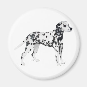 Dalmatian Magnet