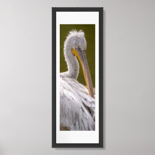 “Dalmatian Pelican Bird ”12”x36” Framed & Matted Art