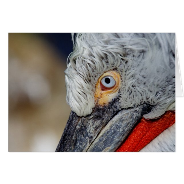Dalmatian Pelican Cards (Front Horizontal)