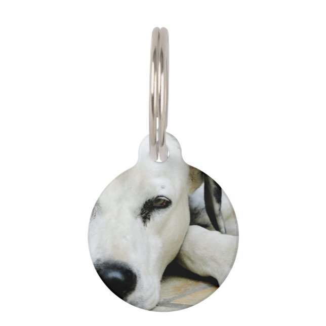Dalmatian Pet ID Tag (Front)