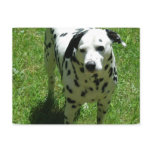 Dalmatian Photo Postcard