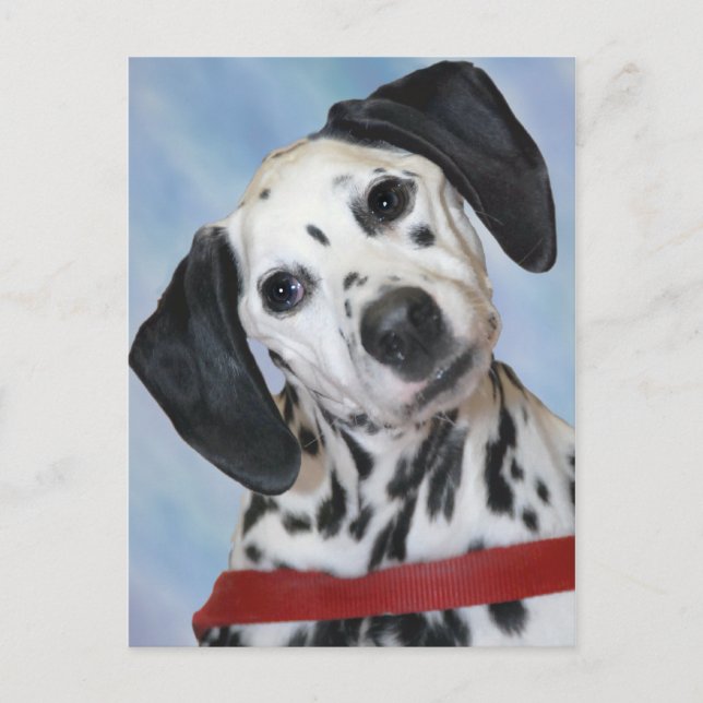 Dalmatian Photo Postcard (Front)