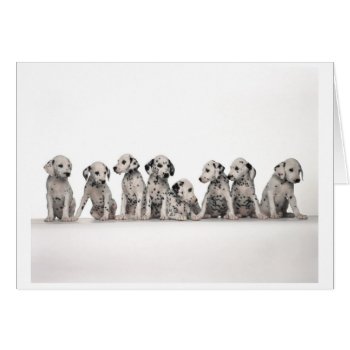 Dalmatian Puppies Card by PetsRPeople2 at Zazzle