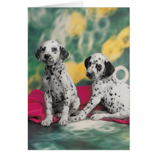 Dalmatian Puppies Cards (Front)