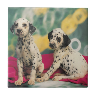 Dalmatian Puppies Ceramic Tile