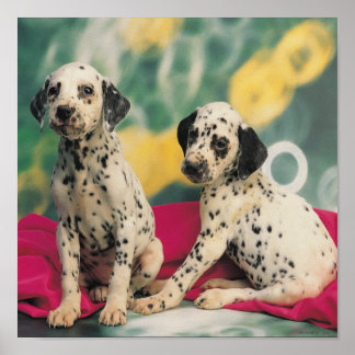 Dalmatian Puppies Poster