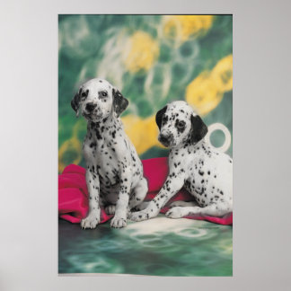 Dalmatian Puppies Poster