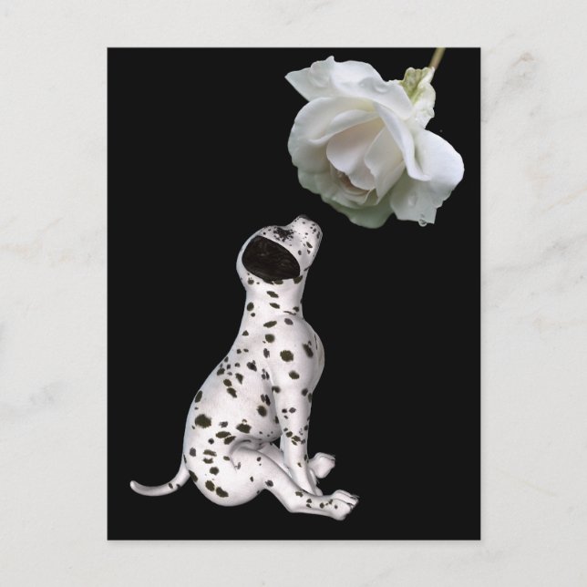 Dalmatian Puppy And White Rose Postcard (Front)