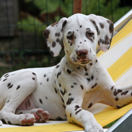 Dalmatian Puppy Dog Beautiful Photo Jigsaw Puzzle