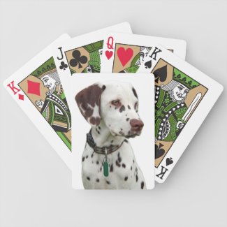 Dalmatian puppy dog cute beautiful photo, gift card decks