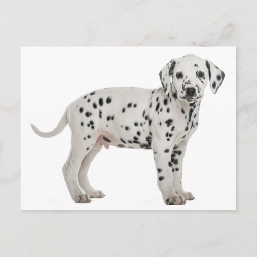 Dalmatian Puppy Dog Hello Thank You Love Sorry Postcard