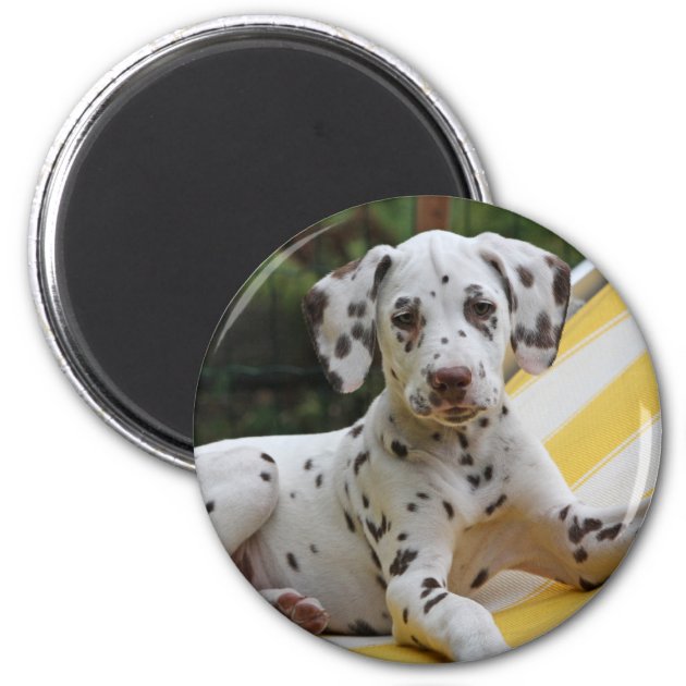 Dalmatian Puppy Bottle Opener Fridge Magnet 