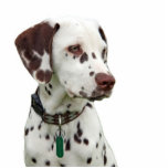 Dalmatian puppy photo sculpture, gift idea statuette<br><div class="desc">Cute liver spotted dalmatian puppy photo sculpture.  great gift idea for dog lovers,  kids,  children</div>