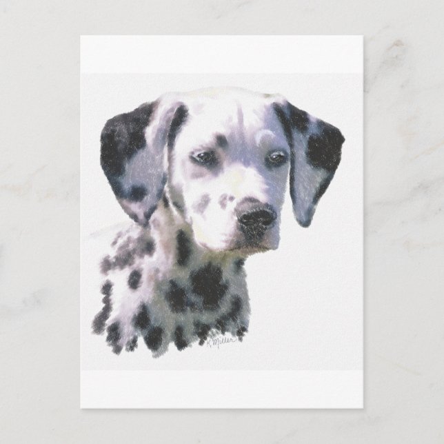Dalmatian Puppy Postcard (Front)