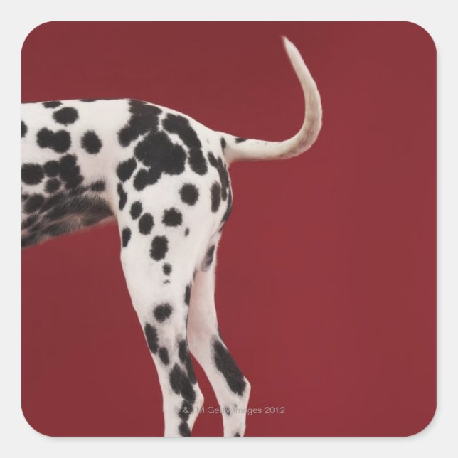 Dalmatian Rear Square Sticker (Front)
