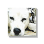 Dalmatian Resting  Canvas Print