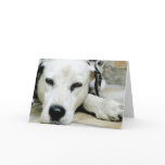 Dalmatian Resting Greeting Card