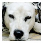 Dalmatian Resting  Poster