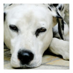 Dalmatian Resting  Poster
