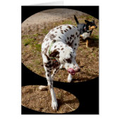 Dalmatian Window Art, (Front)