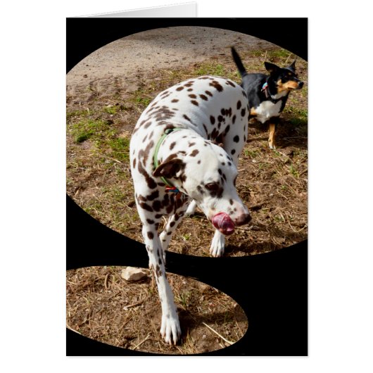 Dalmatian Window Art, (Front)