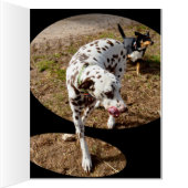 Dalmatian Window Art, Cards (Inside (Right))