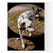 Dalmatian Window Art, Cards (Inside (Left))