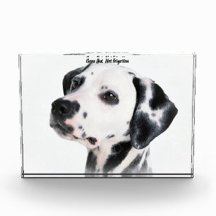Dalmation Dog. Acrylic Award