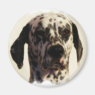Dalmation Dog Magnet