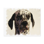 Dalmation Dog Postcard