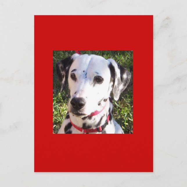 dalmation postcard (Front)