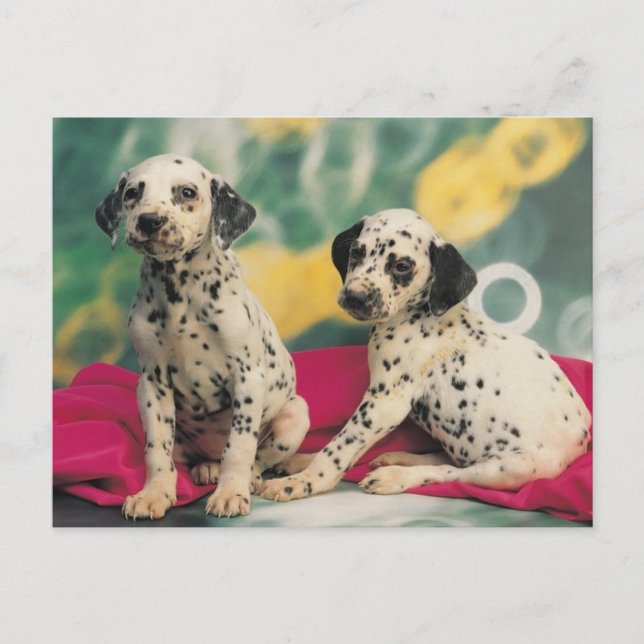 Dalmation Puppies Postcard (Front)