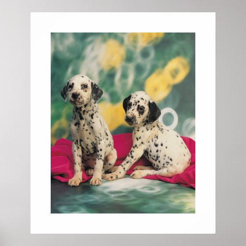 Dalmation Puppies Poster