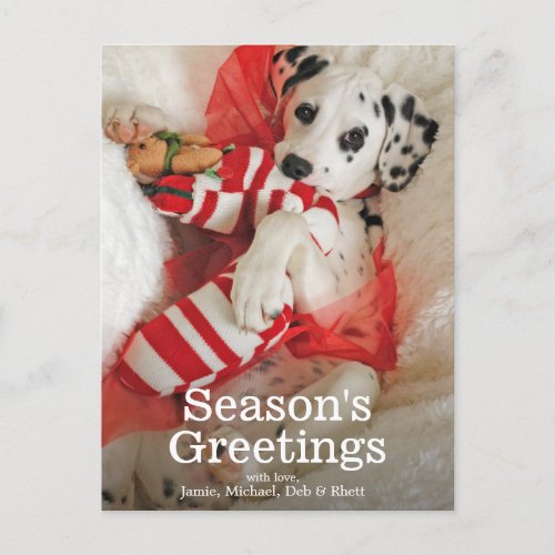 Dalmation puppy with Christmas stocking and holly Holiday Postcard