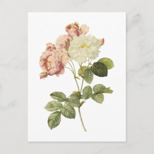 damask rose(Rosa damascena celsiana) by Redouté Postcard