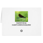 Damsel Fly Cards (Back Horizontal)