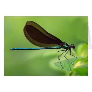 Damsel Fly Cards