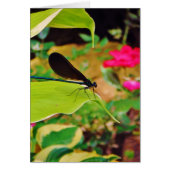 Damselfly and Rose (Front)