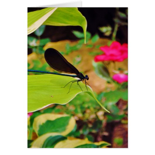 Damselfly and Rose Cards (Front)
