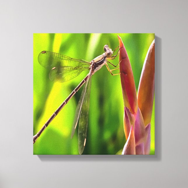 Damselfly Balanced On A Flower Head Canvas Print (Front)