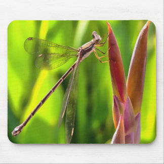 Damselfly Balanced On A Flower Head Mouse Pad