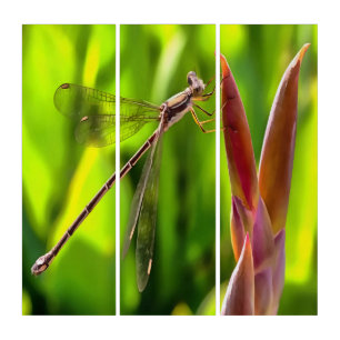 Damselfly Balanced On A Flower Head Triptych