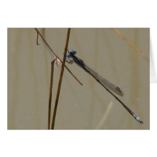 Damselfly Cards