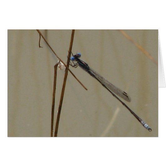Damselfly Cards (Front Horizontal)