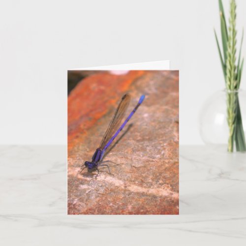 Damselfly Dragonfly Nature Note Card
