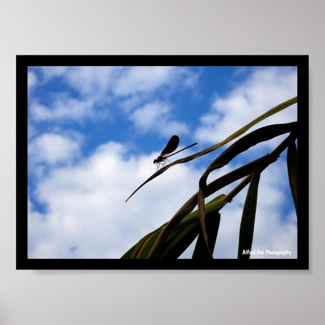 Damselfly in Blue Sky Poster (Front)