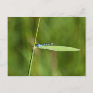 Damselfly  postcard