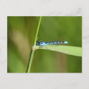Damselfly  postcard